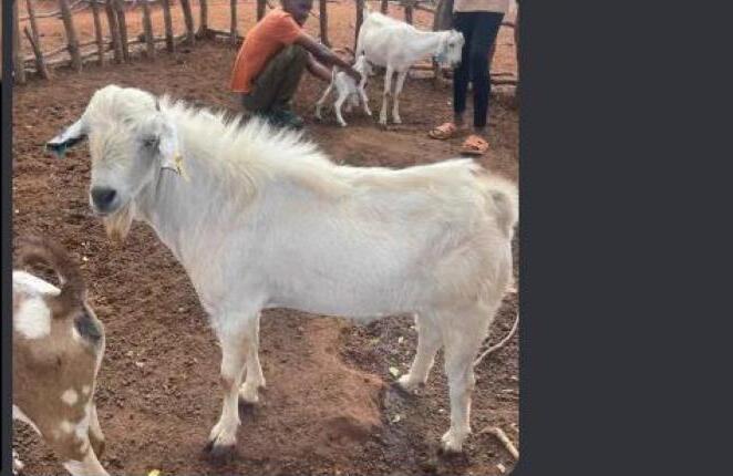 The goat ranch our team member built